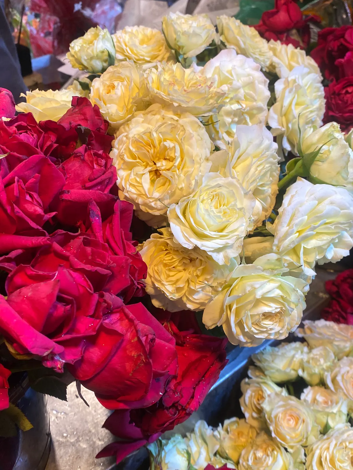 Cream and deep pink garden roses in full bloom